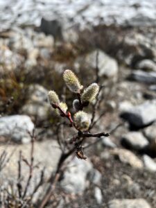 a small plant is growing in a rocky area.