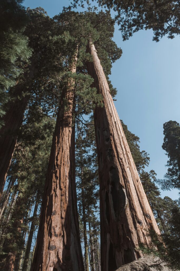 Giant SequoiaTrees